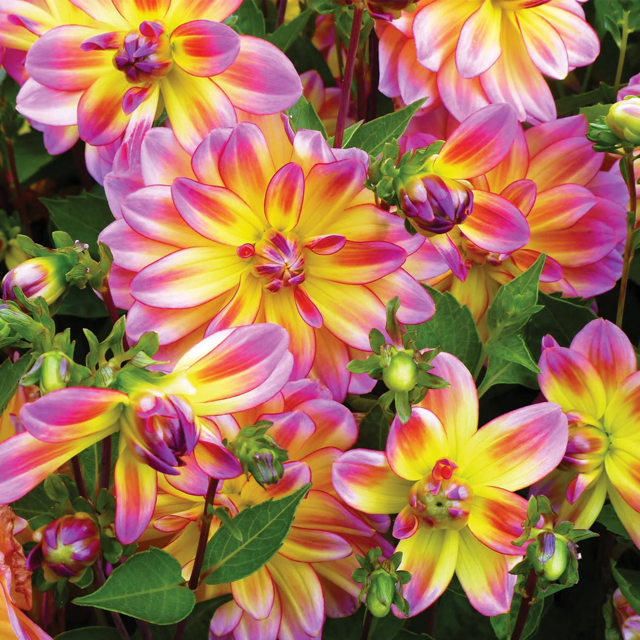 Van Zyverden Dahlia Pacific Ocean Dormant Bulb Full Sun, Multi-Color - Product image 1