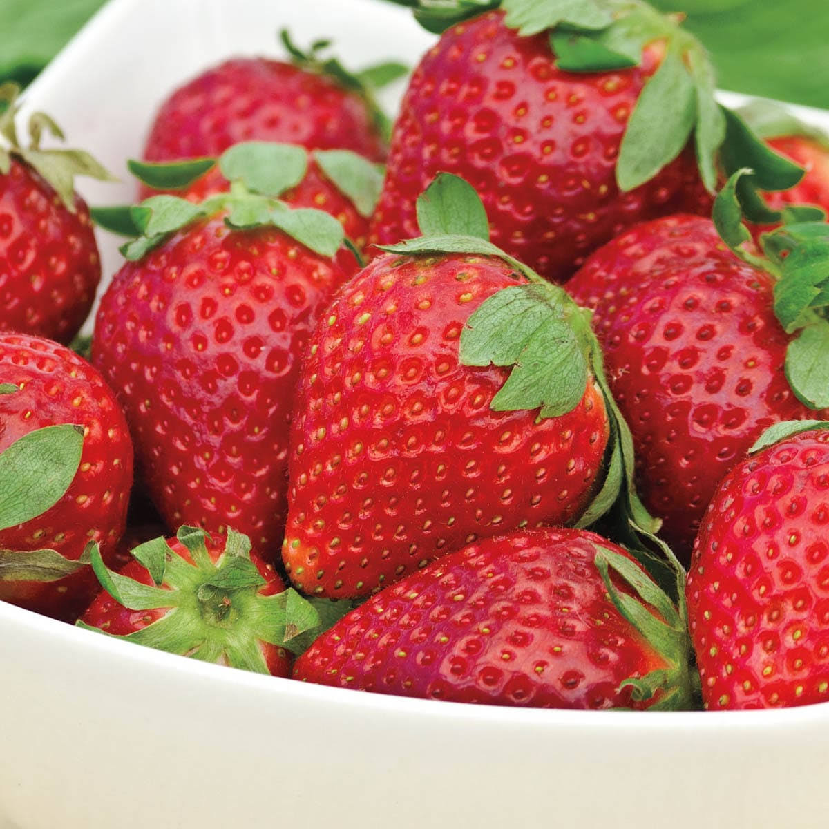 Gurney's Seed and Nursery 10-Pack Albion Strawberry Bare Root Plants - Product image 1